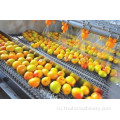 Высушенная линия обработки фруктов сухой абрикосовой машины